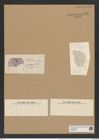 Amphitetras andersonii (Cleve) De-Toni (de-Toni-Nr.: Genus 137, Species 3632) Zeichnungen Sammlung Grunow Nr. 7127 (NHMW-BOT-W0376092)